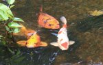 pond and fish pics 05.jpg