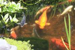 pond and fish pics 06.jpg