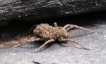 wolf spider mama 01 sm.JPG