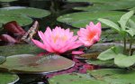 lily pond 03.jpg