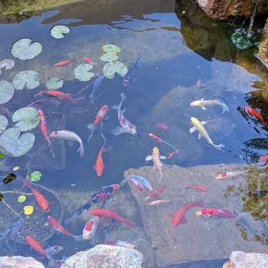 Feeding goldfish hotsell in outdoor pond