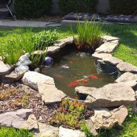 How Many Koi in 300 Gallon Pond: Optimal Stocking Guide