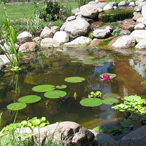 My Ecosystem Pond | Garden Pond Forums