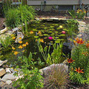 JB's Pond | Garden Pond Forums