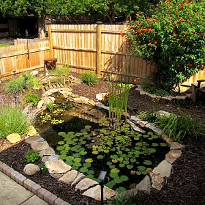 JB's Pond | Garden Pond Forums