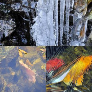 Fish under ice