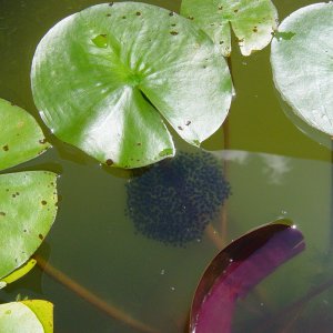 Frog eggs