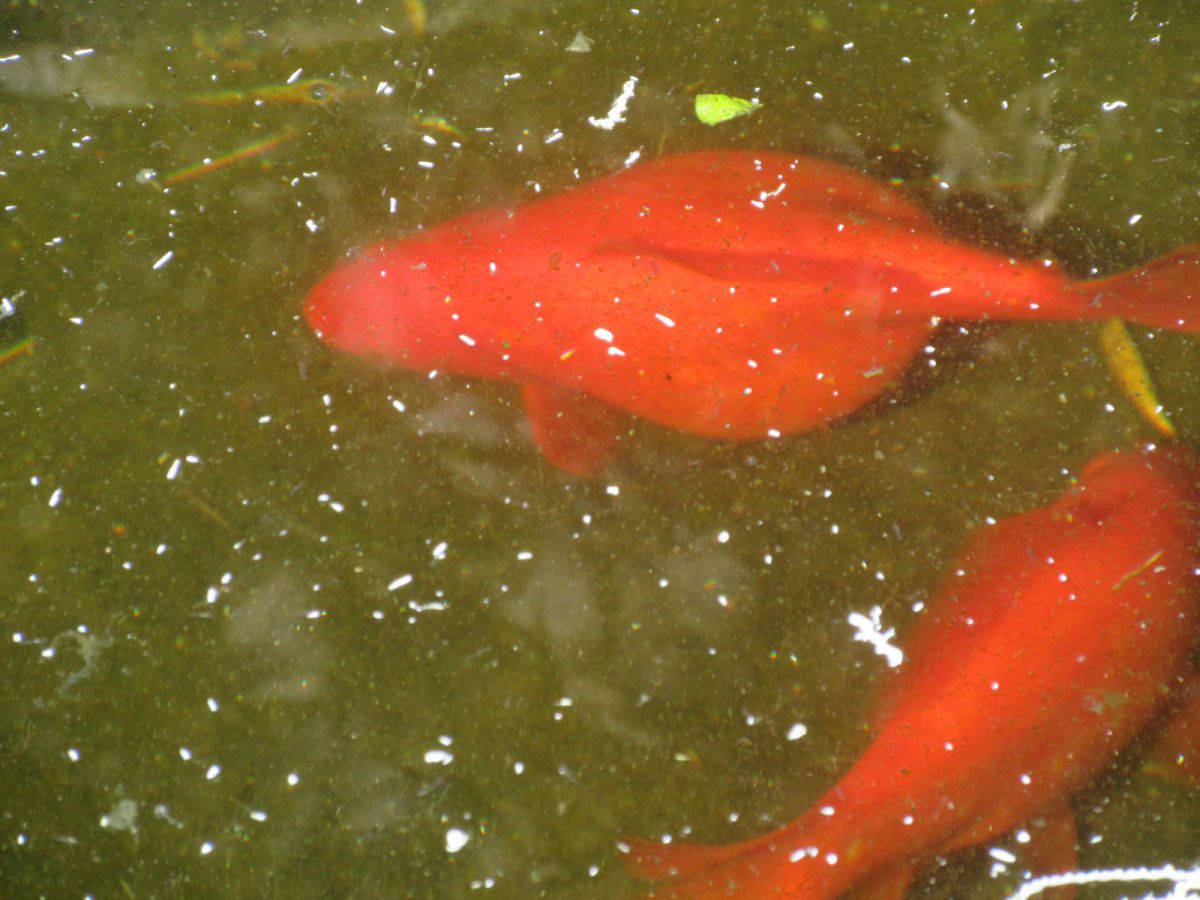 Pregnant store pond fish