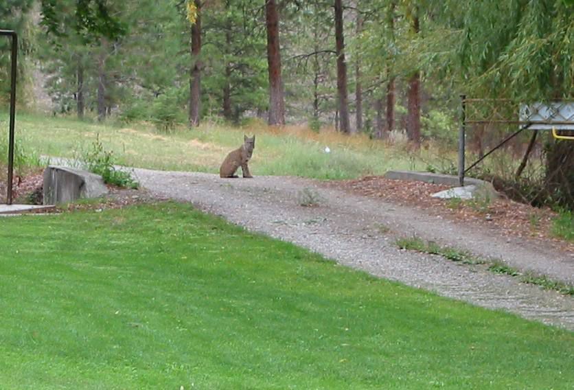 bobcat2