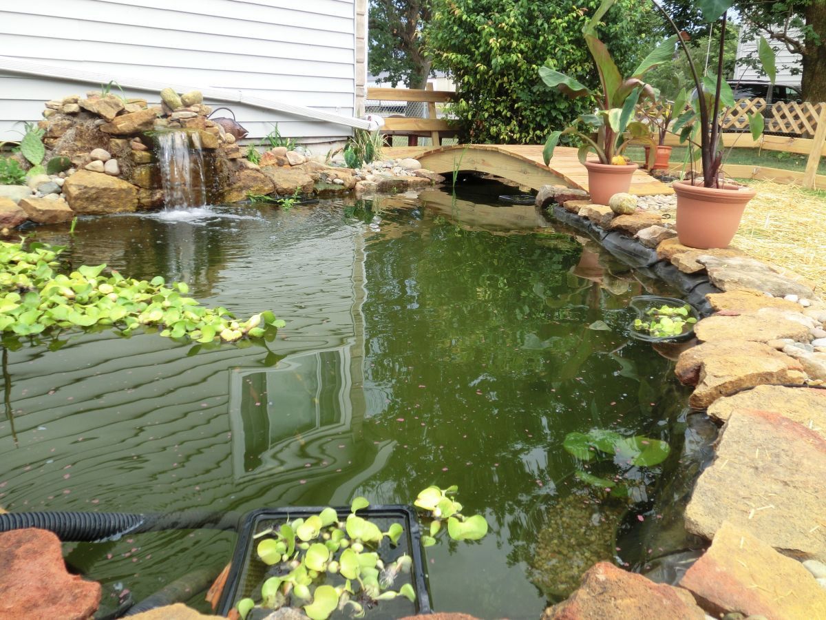 Buck Pond | Garden Pond Forums