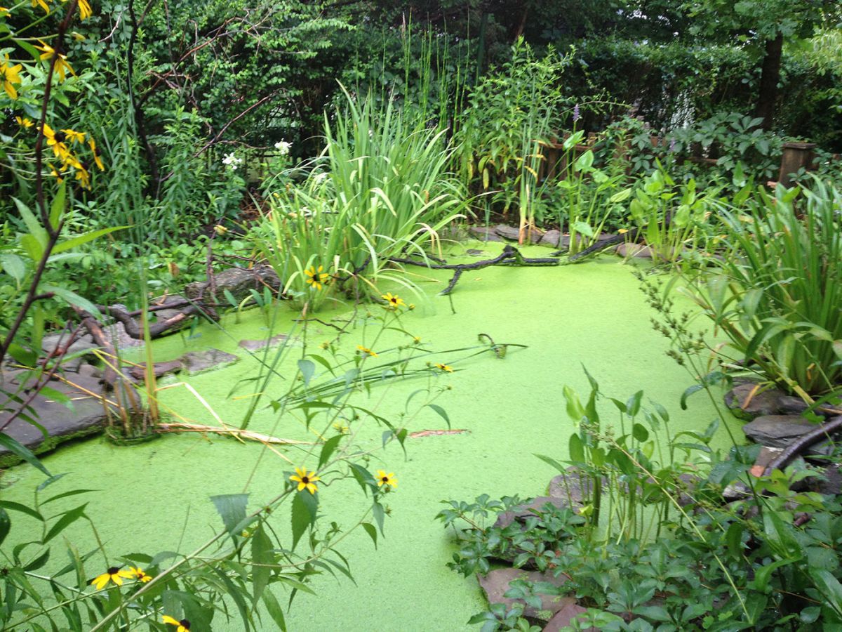 Duckweed July 2014