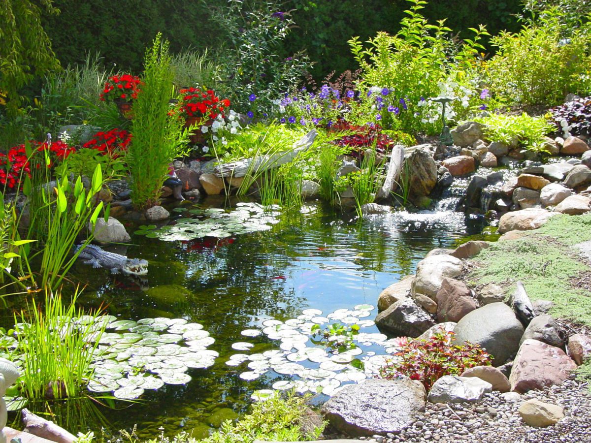 Ecosystem Fish Pond In Rochester NY | Garden Pond Forums