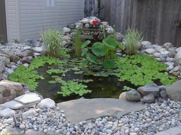 First year pond growth - 2006