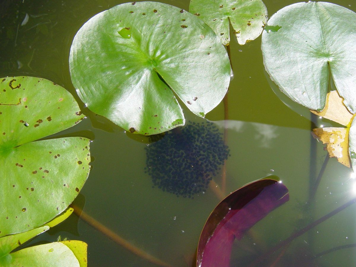 Frog eggs