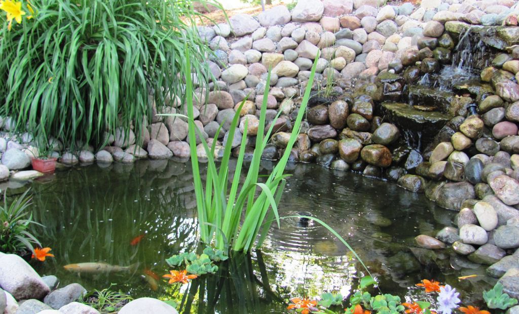 I like to throw lily blooms in to help cover shade the pond