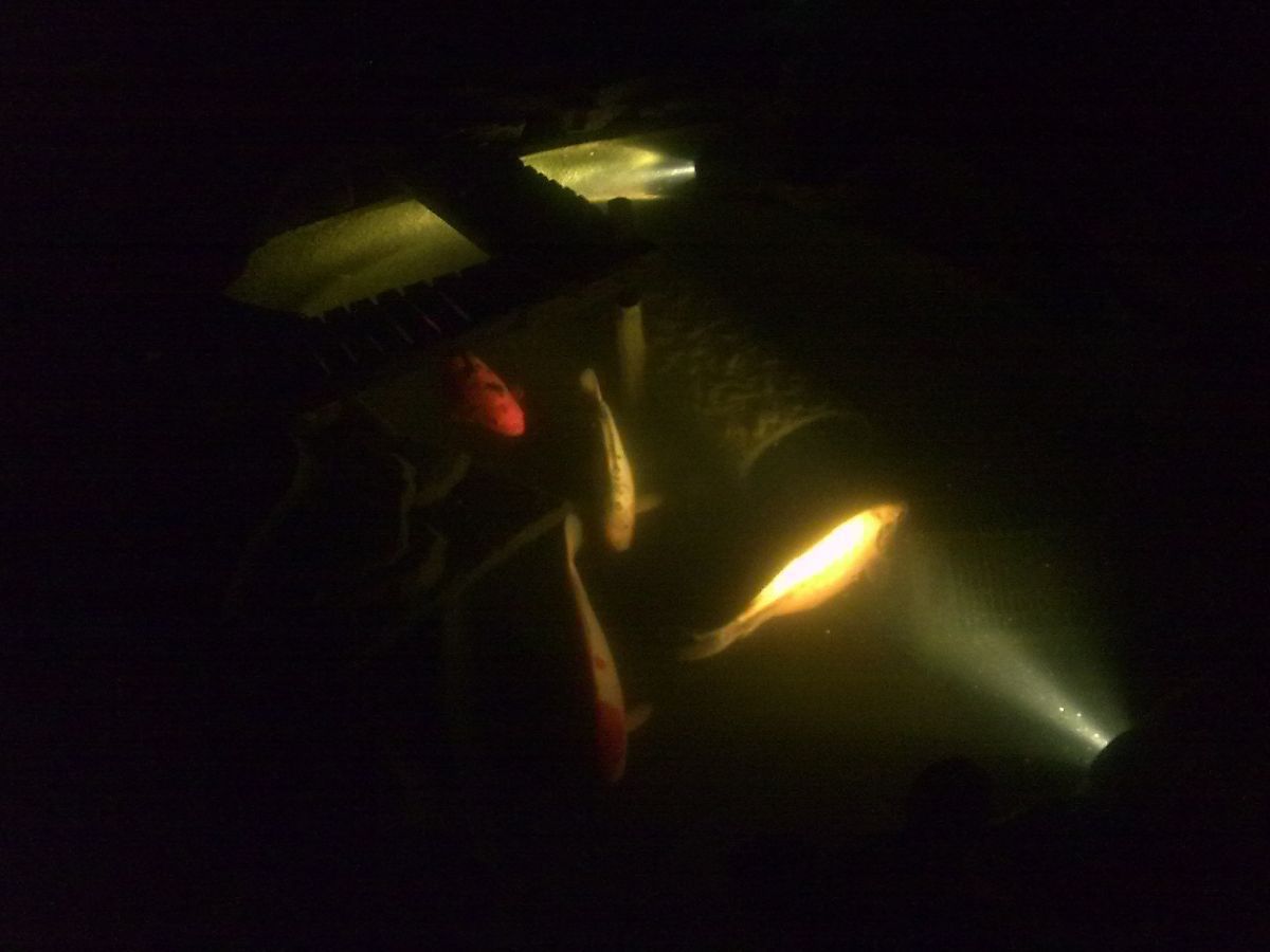 koi at night