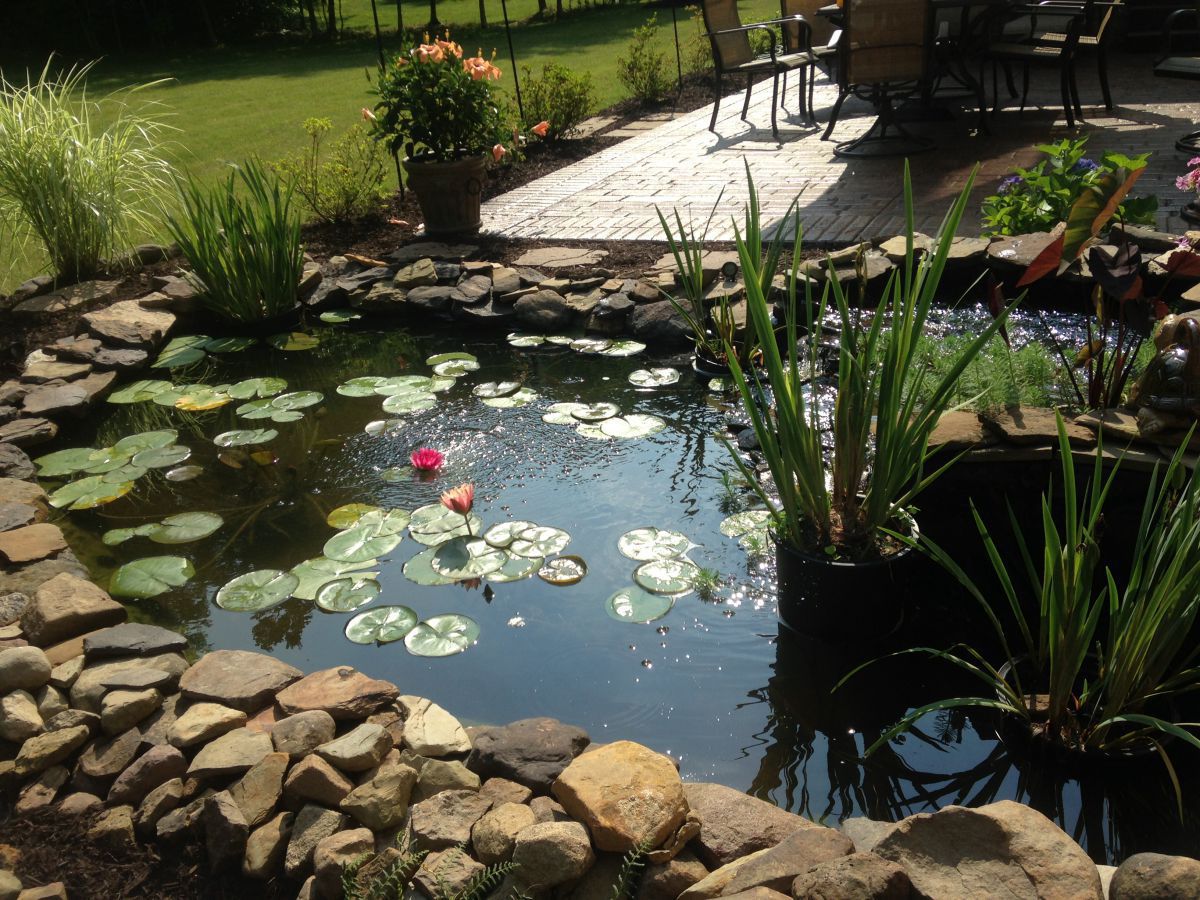 our pond