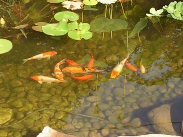 Pond Fish