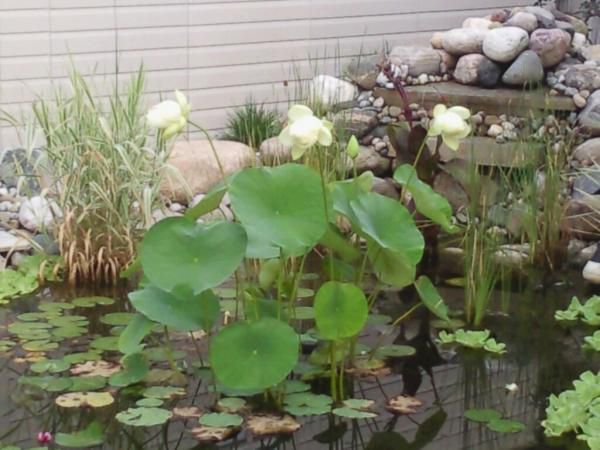 Pond in bloom