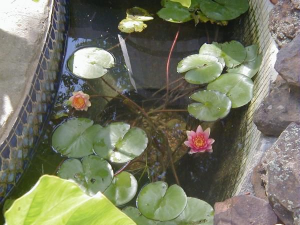 Pond lilies blooming