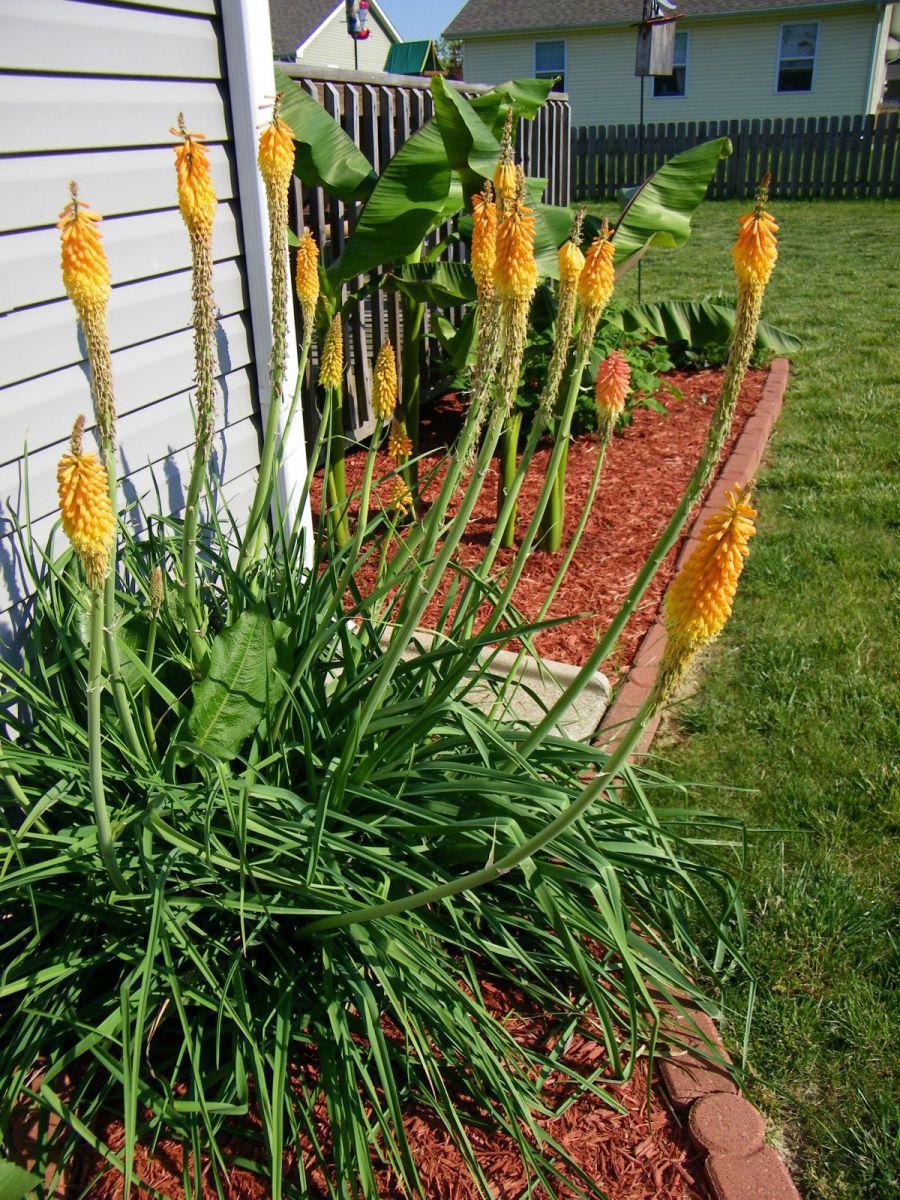 Red hot poker