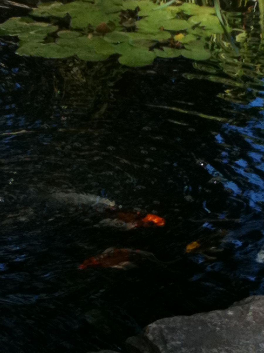 Some Butterfly Koi