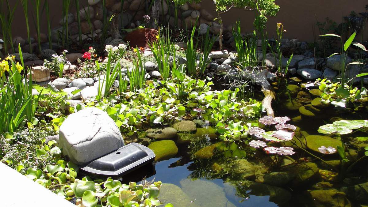 water hyacinth In pond