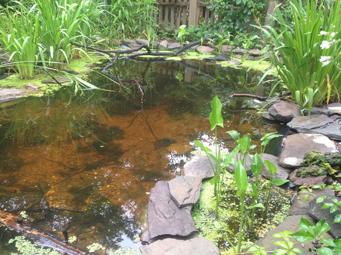 wildlife pond June 2014 | Garden Pond Forums