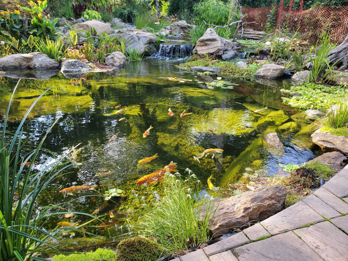 Honored and Proud to have been chosen Aquascapes DIY pond of the